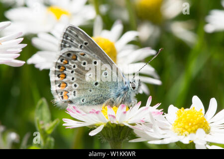 Polyommatus icarus, BLEU commun, papillon, homme, sur la fleur, Oxeye daisy, Leucanthemum vulgare, Essex, UK, Mai Banque D'Images