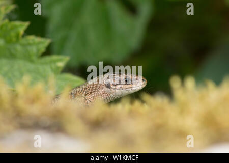 Lizard Zootoca vivipara commun, lézard vivipare, Tête et cou, montrant au-dessus de la mousse et la végétation, Essex, UK, Mai Banque D'Images