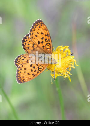 Brenthis ino, connu comme le moindre marbled fritillary, un papillon de la famille des Nymphalidae Banque D'Images