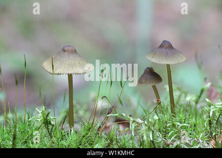 Bord d'olive bonnet, Mycena viridimarginata de champignons sauvages, Finlande Banque D'Images