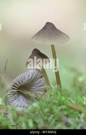 Bord d'olive bonnet, Mycena viridimarginata de champignons sauvages, Finlande Banque D'Images