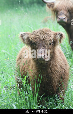 Allant de veau et de vache Highland cattle dans un pâturage forestier en Finlande Banque D'Images