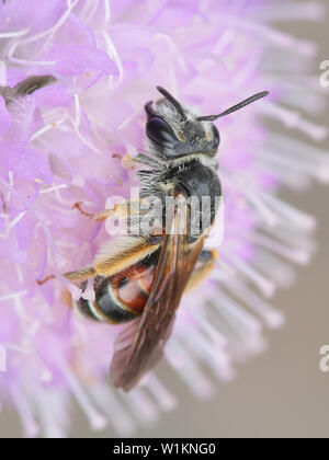 Andrena hattorfiana, une espèce menacée d'abeilles minière appartenant à la famille Andrenidae, se nourrissant de Field Scabious, Knautia arvensis Banque D'Images