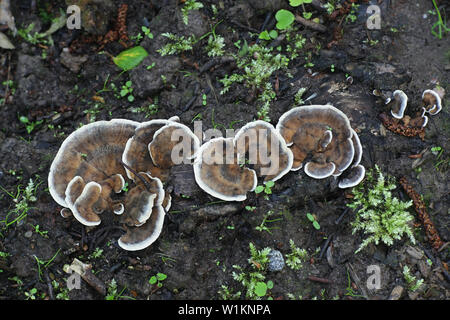 Bjerkandera adusta , connu sous le nom de champignon de fumée Banque D'Images