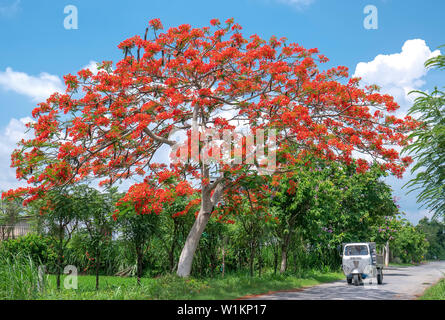 La vieille voiture Lam a réalisé en fleurs arbres Royal Poinciana matin ensoleillé dans une belle scène paisible dans la campagne Banque D'Images