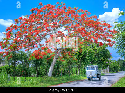 La vieille voiture Lam a réalisé en fleurs arbres Royal Poinciana matin ensoleillé dans une belle scène paisible dans la campagne Banque D'Images