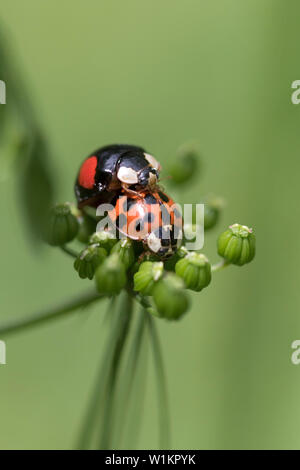 Les arlequins coccinelles (Harmonia axyridis) accouplement. Une espèce envahissante qui est arrivé en Grande-Bretagne en 2004 Banque D'Images