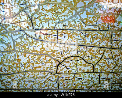 Craquelures bouclés sur verre de fenêtre, blanc, marron et vert. Close up Banque D'Images