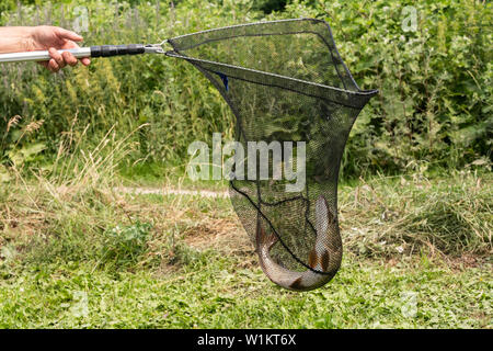 Description : close-up of freshly caught brochet sur un crochet dans la main du pêcheur sur la rivière background Banque D'Images