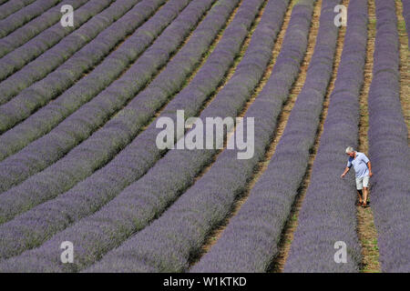 Andrew Elms, propriétaire de Lordington lavande dans le West Sussex, inspecte les rangées de lavande avant leur semaine ouverte la semaine prochaine, du 8 au 14 juillet. Banque D'Images