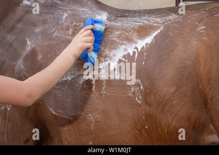 Le processus de lavage du cheval avec l'eau d'un tuyau, pour affronter la concurrence Banque D'Images