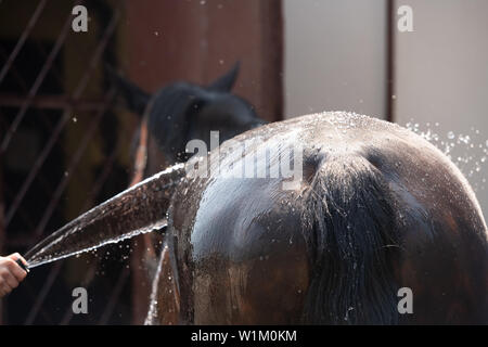 Le processus de lavage du cheval avec l'eau d'un tuyau, pour affronter la concurrence Banque D'Images