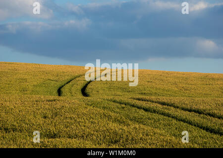 Les voies du tracteur dans le champ de céréales avec ciel nuageux Banque D'Images