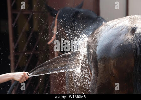 Le processus de lavage du cheval avec l'eau d'un tuyau, pour affronter la concurrence Banque D'Images