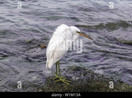 Le dirigeant d'une aigrette se dresse sur le bord de la mer Banque D'Images