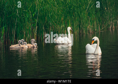 La famille Swan. Les jeunes cygnets encore avec le plumage de couleur gris à la suite de leurs parents, la natation dans le lac. Banque D'Images