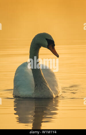 White Swan majestatically la baignade dans le lac pendant le lever du soleil en été. Banque D'Images