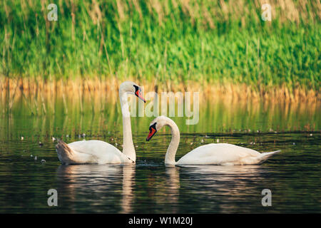 Paire de cygnes blancs jouant, de flirter avec les autres dans le lac près de la rive. Paysage de la faune. Banque D'Images