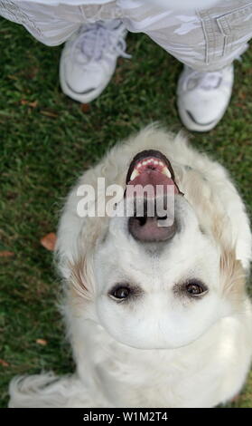 Regardant adoringly chien blanc au propriétaire Banque D'Images