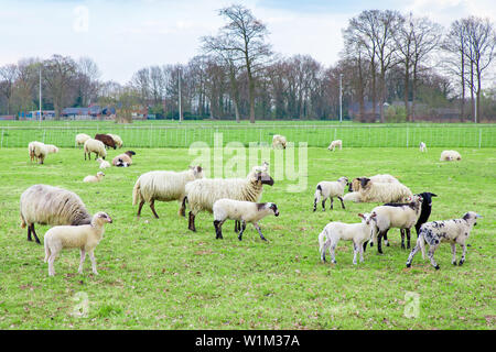 Troupeau de moutons blancs avec les agneaux dans les pâturages européen vert Banque D'Images