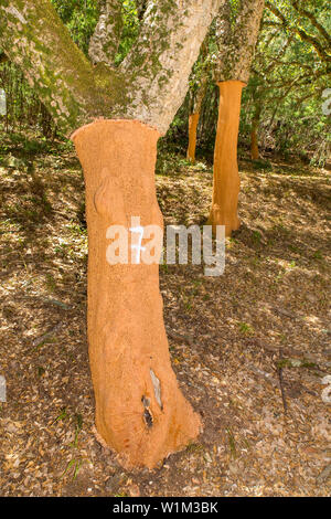 Verger avec suppression de l'écorce des arbres de liège en Algarve au Portugal Banque D'Images