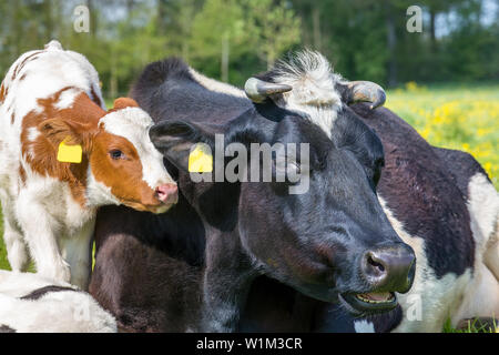 Les chefs d'Portrait mère vache avec veau nouveau-né en néerlandais meadow Banque D'Images