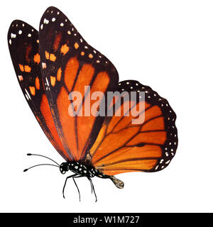 Papillon rouge avec des pattes et antennes. isolé sur fond blanc Banque D'Images