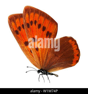 Papillon rouge avec des pattes et antennes. isolé sur fond blanc Banque D'Images