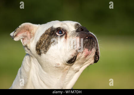 10 ans American Bulldog femelle, portrait Banque D'Images