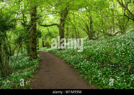 Chemin par l'ail sauvage, ou Ramsons (Allium ursinum) dans le bois de l'avant près de Portbury dans North Somerset, Angleterre. Banque D'Images