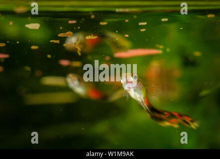 Plusieurs de guppy en aquarium. Focus sélectif avec une faible profondeur de champ. Banque D'Images