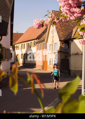 Femme en randonnée marche à travers village d'Oberrotweil, 'Baden Wurtemberg', Allemagne Banque D'Images