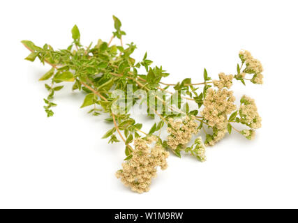 Plante Origanum avec des fleurs. Isolé sur fond blanc. Banque D'Images