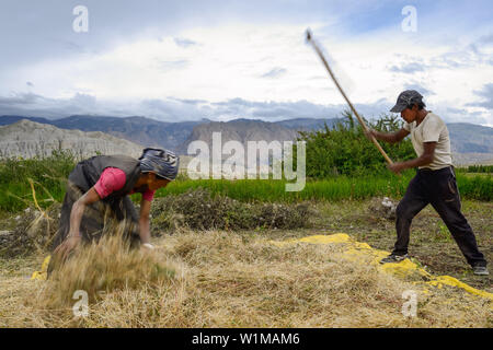 Femme tibétaine et l'homme de séparer le bon grain de l'ivraie au fléau, Tsarang, Charang tibetian, village avec un Gompa bouddhiste au Kali Gandaki v Banque D'Images