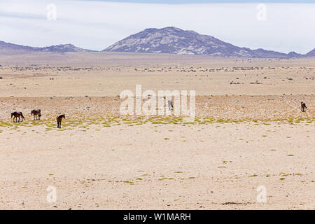 Groupe de chevaux sauvages sur le désert du Namib, Namibie, Afrique Banque D'Images