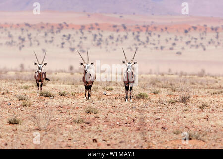 Oryx à NamibRand Nature Reserve, Namibie, Afrique Banque D'Images