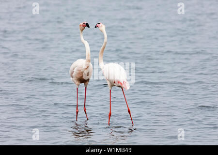 Flamants Roses sur Walvis Bay, en Namibie, Afrique Banque D'Images