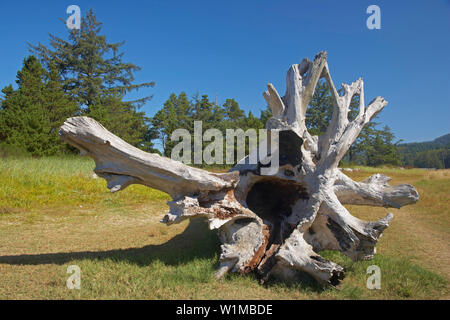 Whalen-Island Pacific-City Driftwood sur près de , Pacific-Coast , Oregon , Etats-Unis , Amérique Banque D'Images