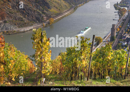 Vignoble par le Rhin, vue d'Oberwesel, Vallée du Haut-Rhin moyen, la Rhénanie-Palatinat, Allemagne, Europe Banque D'Images