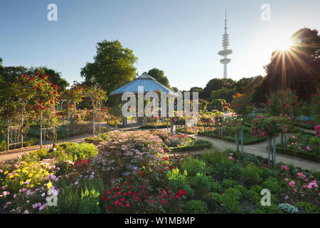 Jardin des Roses avec la tour de la télévision à l'arrière-plan, parc Planten un Blomen, Hambourg, Allemagne Banque D'Images