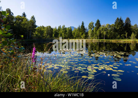 Étang de nénuphars, Kochelseemoos, Upper Bavaria, Germany, Europe Banque D'Images