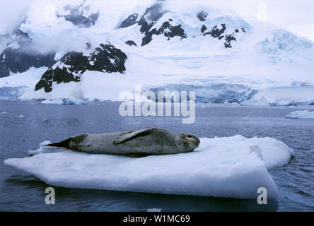 Leopard sur la mer de glace, Paradise Bay, péninsule Antarctique Antarctique Banque D'Images