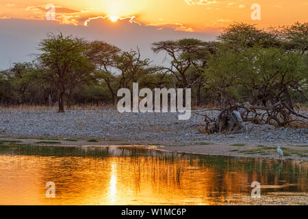 Au point d'Etosha National Park pendant le coucher du soleil, la Namibie, l'Afrique Banque D'Images