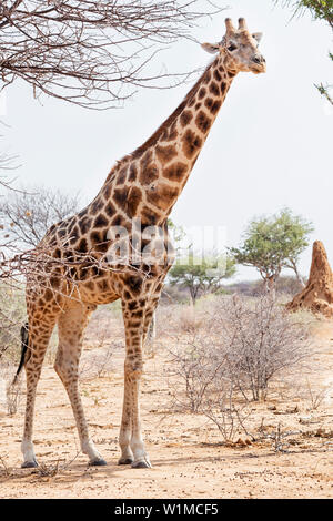 Girafe à Okonjima Nature Reserve, Namibie, Afrique Banque D'Images