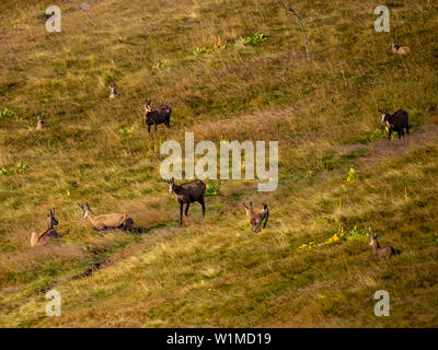 Groupe de chamois chèvre sauvage reposant sur meadow field au Hohneck, France Banque D'Images