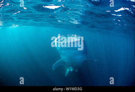 Manger Rhincodon thypus, Thailande, Asie, Océan Indien Banque D'Images