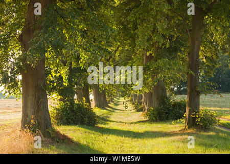 Allée de la chaux, près de Malchow, Mecklenburg-Vorpommern, Allemagne Banque D'Images