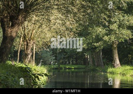 Vue depuis l'eau sur le paysage et la végétation de la rive de la rivière dans la Réserve de biosphère de Spreewald dans sunshine. Héron gris assis sur la rive, biosp Banque D'Images