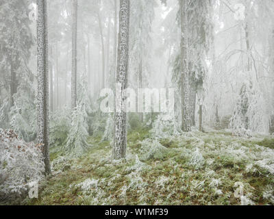 Dans Wechselgebiet la forêt glacée, Basse Autriche, Autriche Banque D'Images