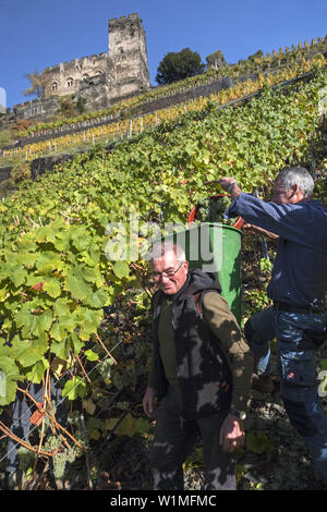 Vendanges dans le vignoble sous Burg château Gutenfels, près de Kaub, Vallée du Haut-Rhin moyen, la Rhénanie-Palatinat, Allemagne, Europe Banque D'Images